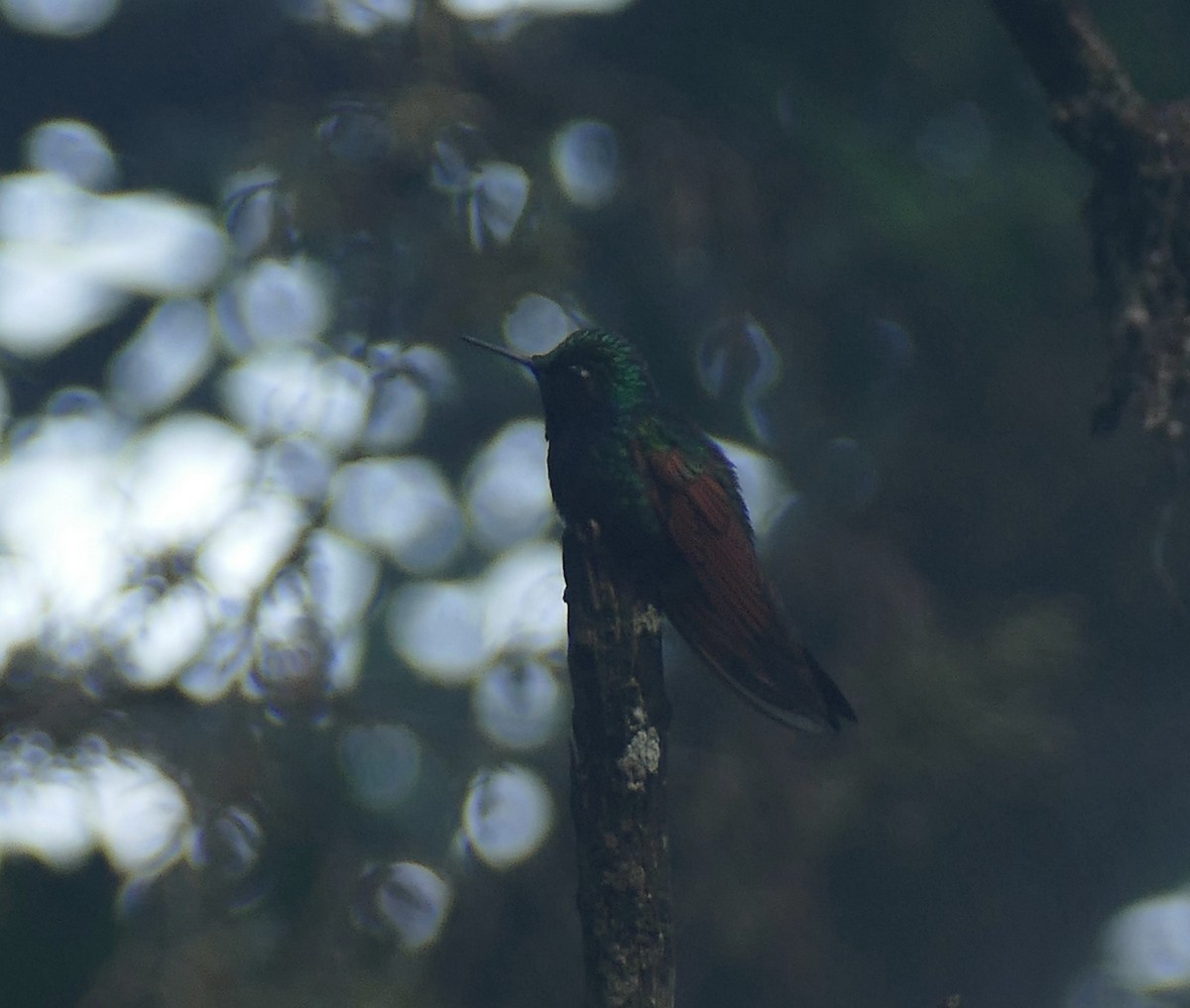 Granatkehlkolibri - ML648117455