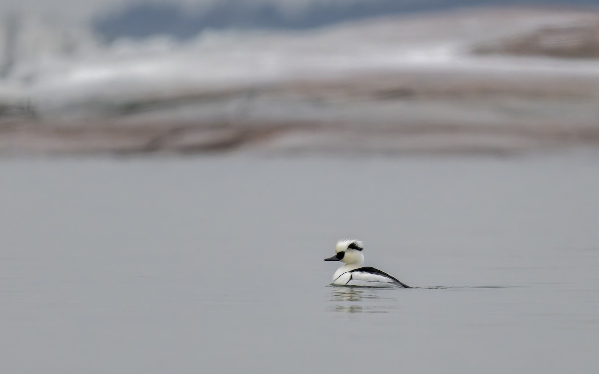 白秋沙 - ML648117472