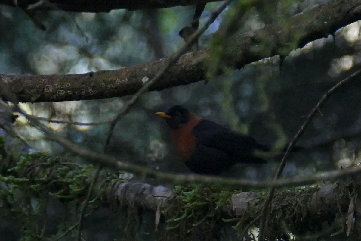 Rotnackendrossel - ML648117486