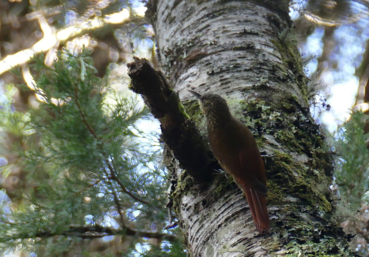 Perlkappen-Baumsteiger - ML648117756