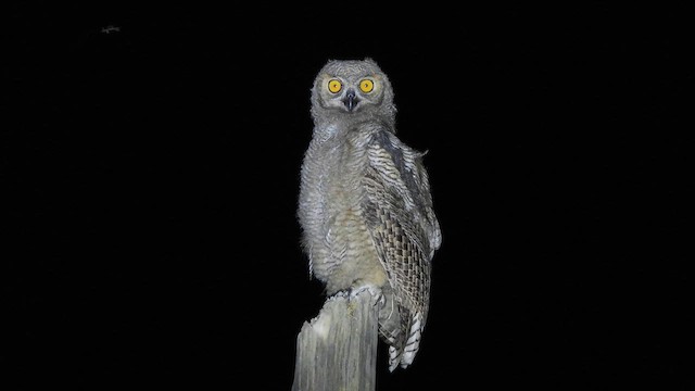 Great Horned Owl - ML648118776