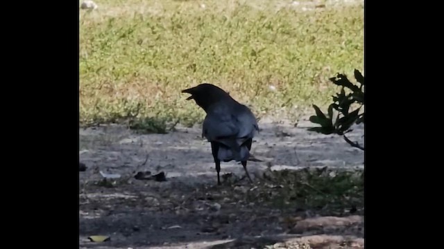 Fish Crow - ML648118780