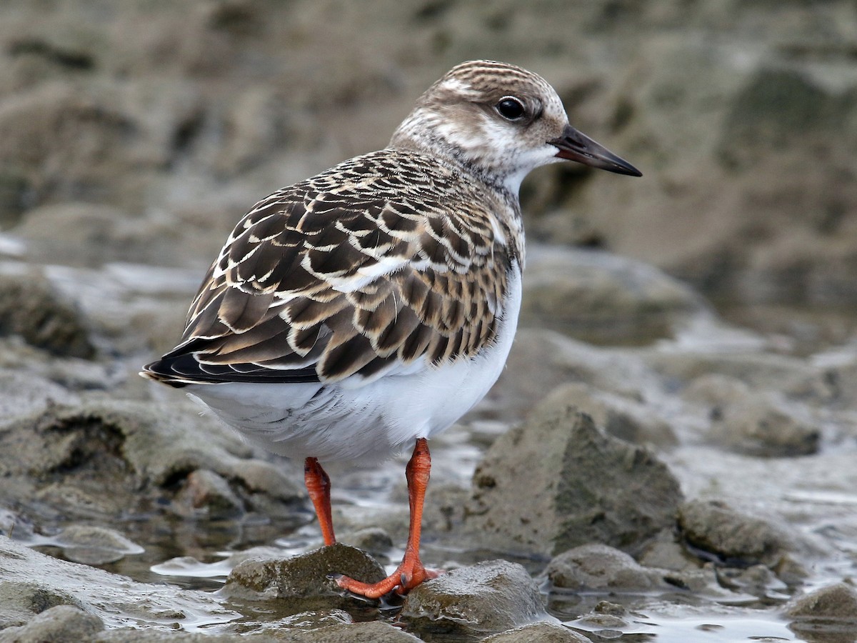 Juvenile