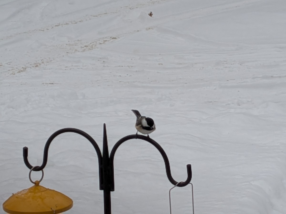 Black-capped Chickadee - ML648119514