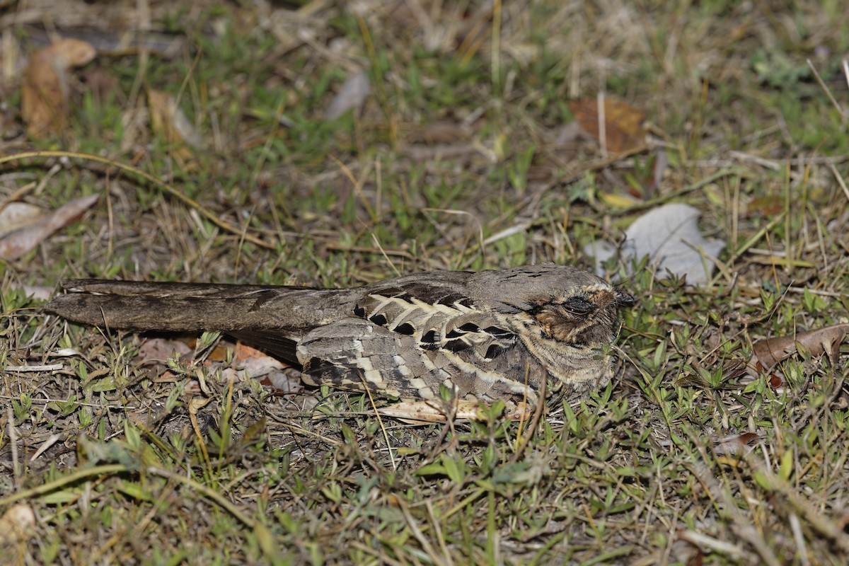 pauraquenattravn - ML648119923