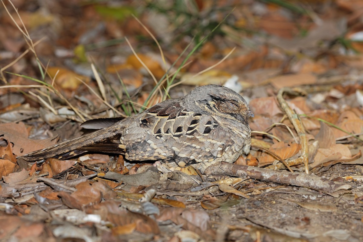 pauraquenattravn - ML648119929