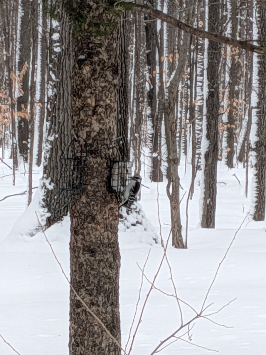 Downy Woodpecker - ML648119931