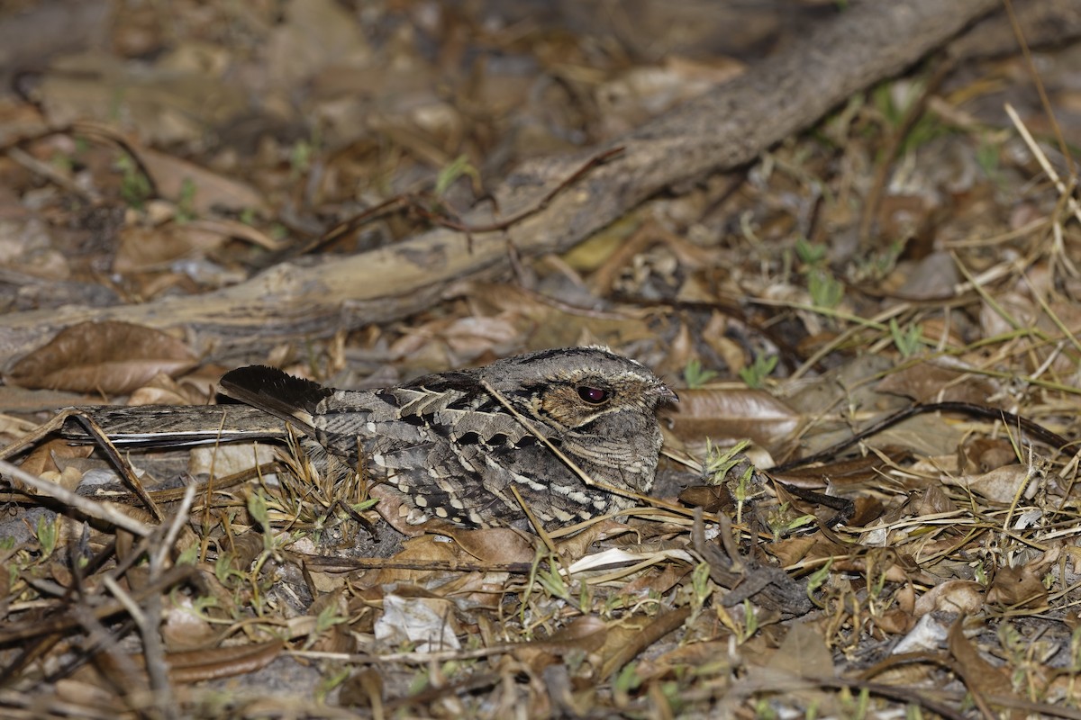 pauraquenattravn - ML648119935