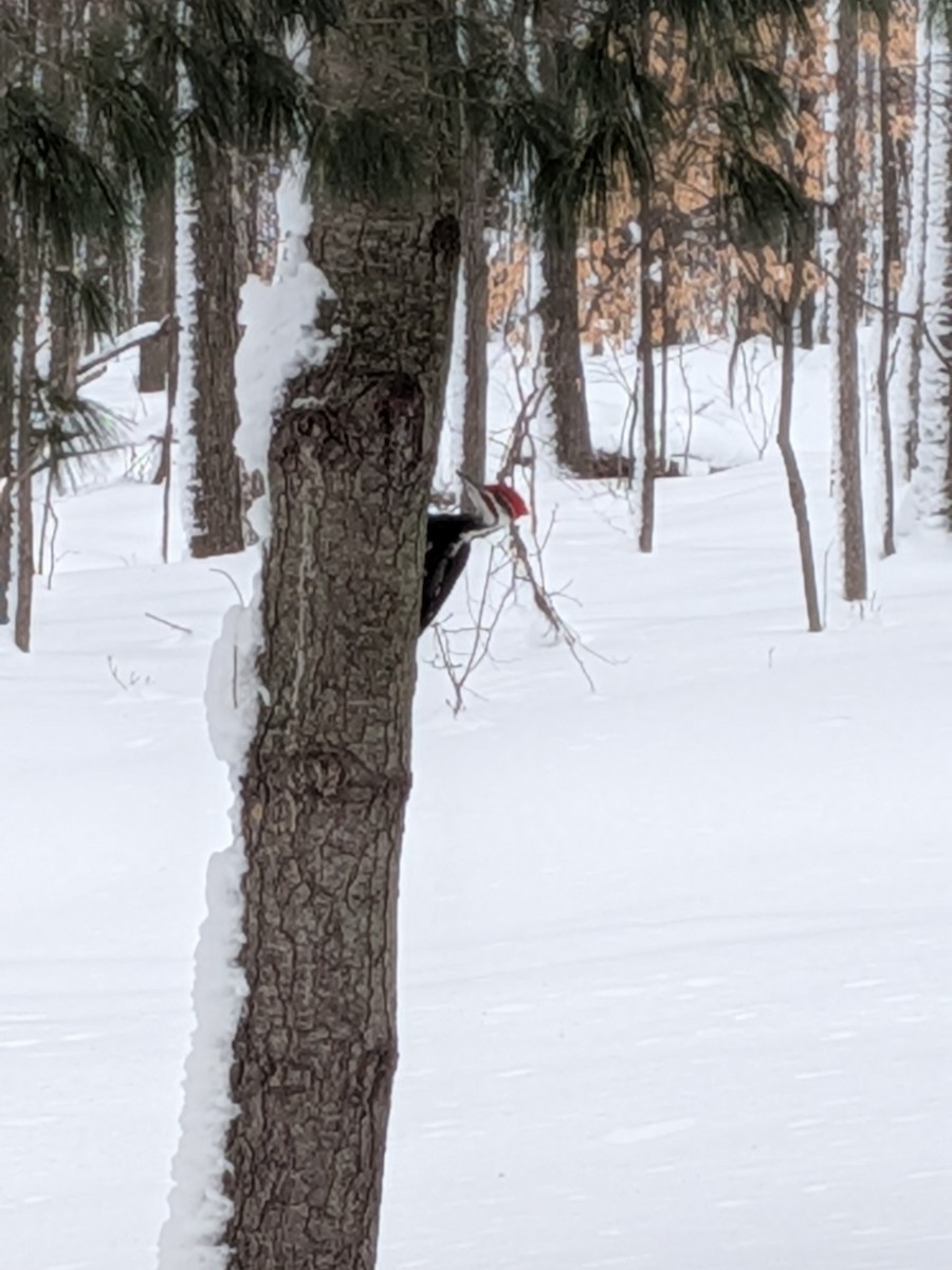 Pileated Woodpecker - ML648119936