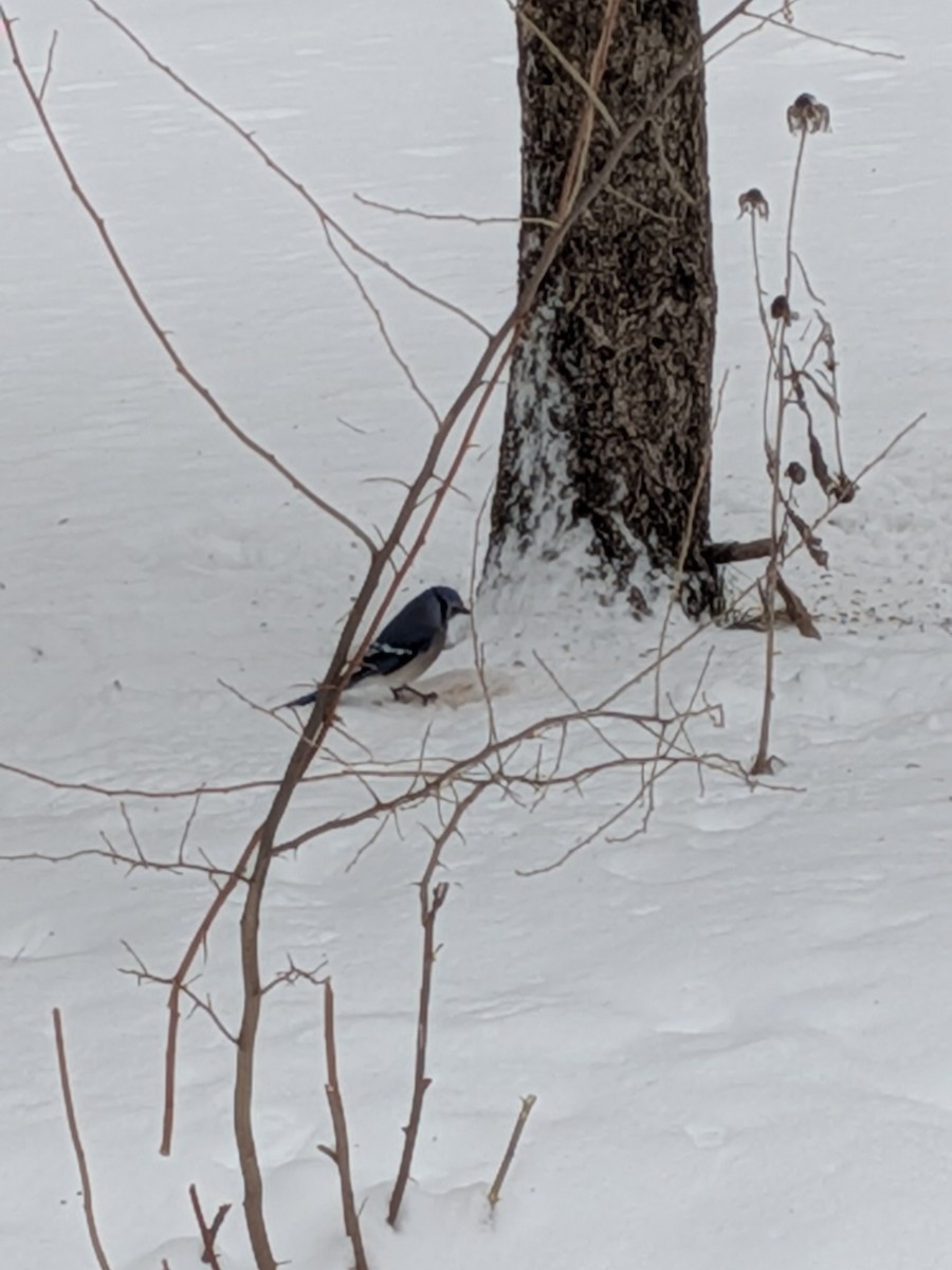 Blue Jay - ML648119941