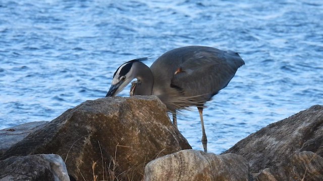Great Blue Heron - ML648120116