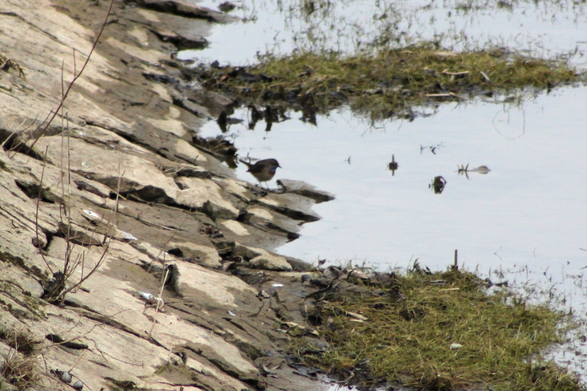 Bluethroat - ML648120477