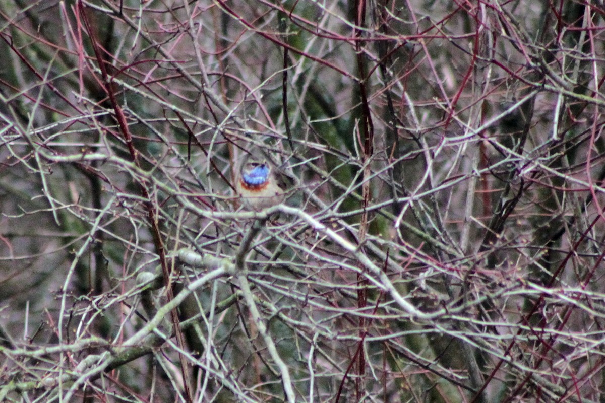 Bluethroat - ML648120479