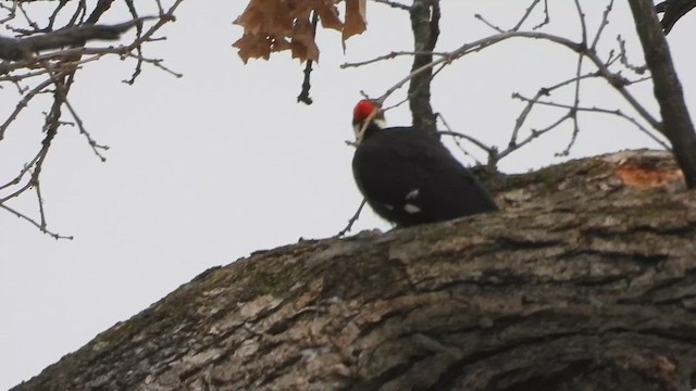 Kuzey Amerika Kara Ağaçkakanı - ML648121533