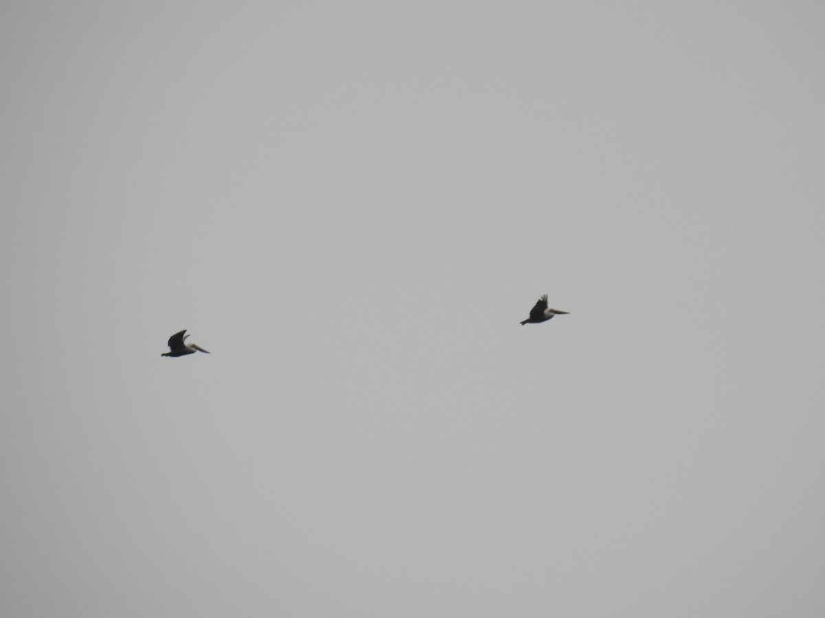 Brown Pelican - ML648122522