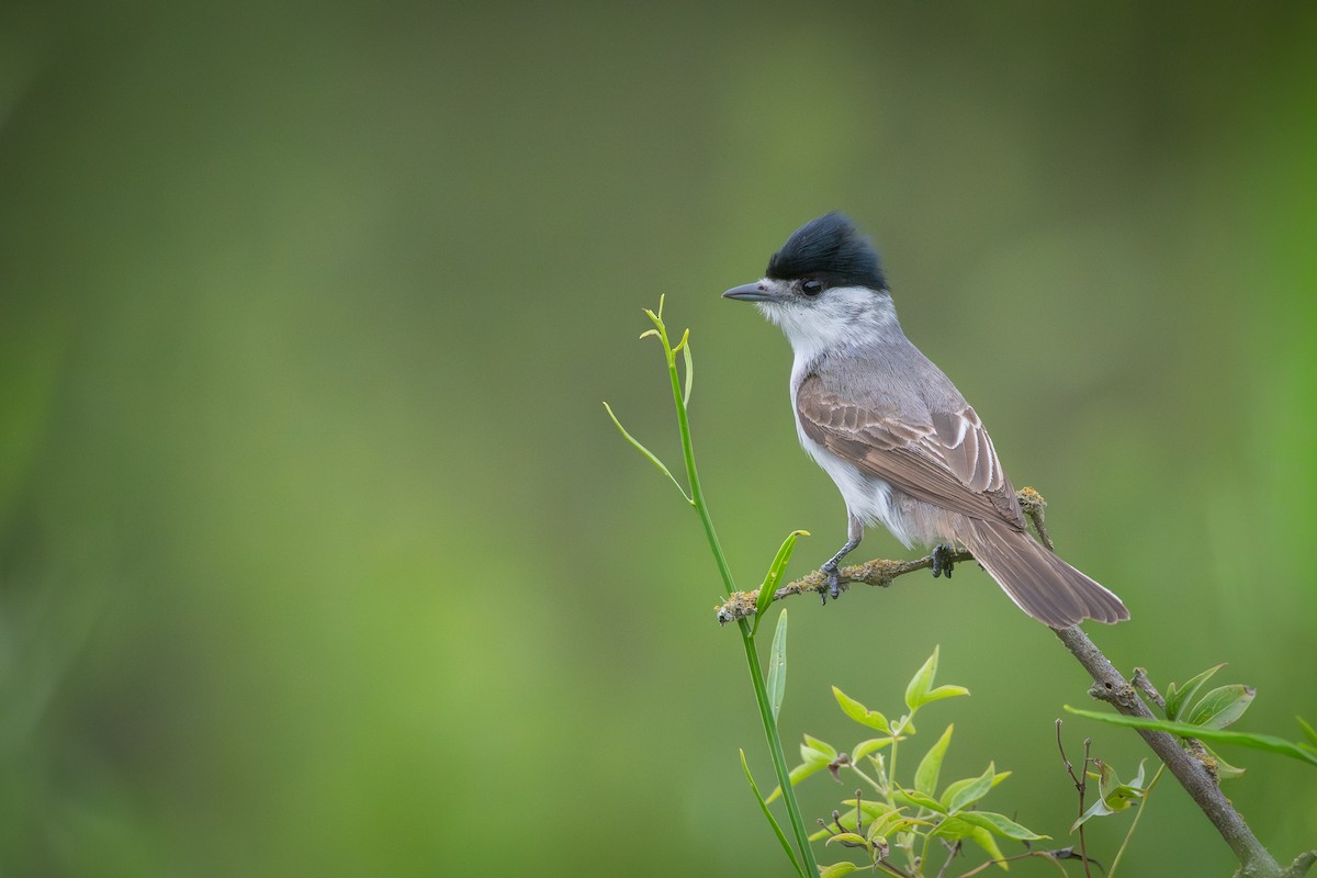 White-naped Xenopsaris - ML648123205