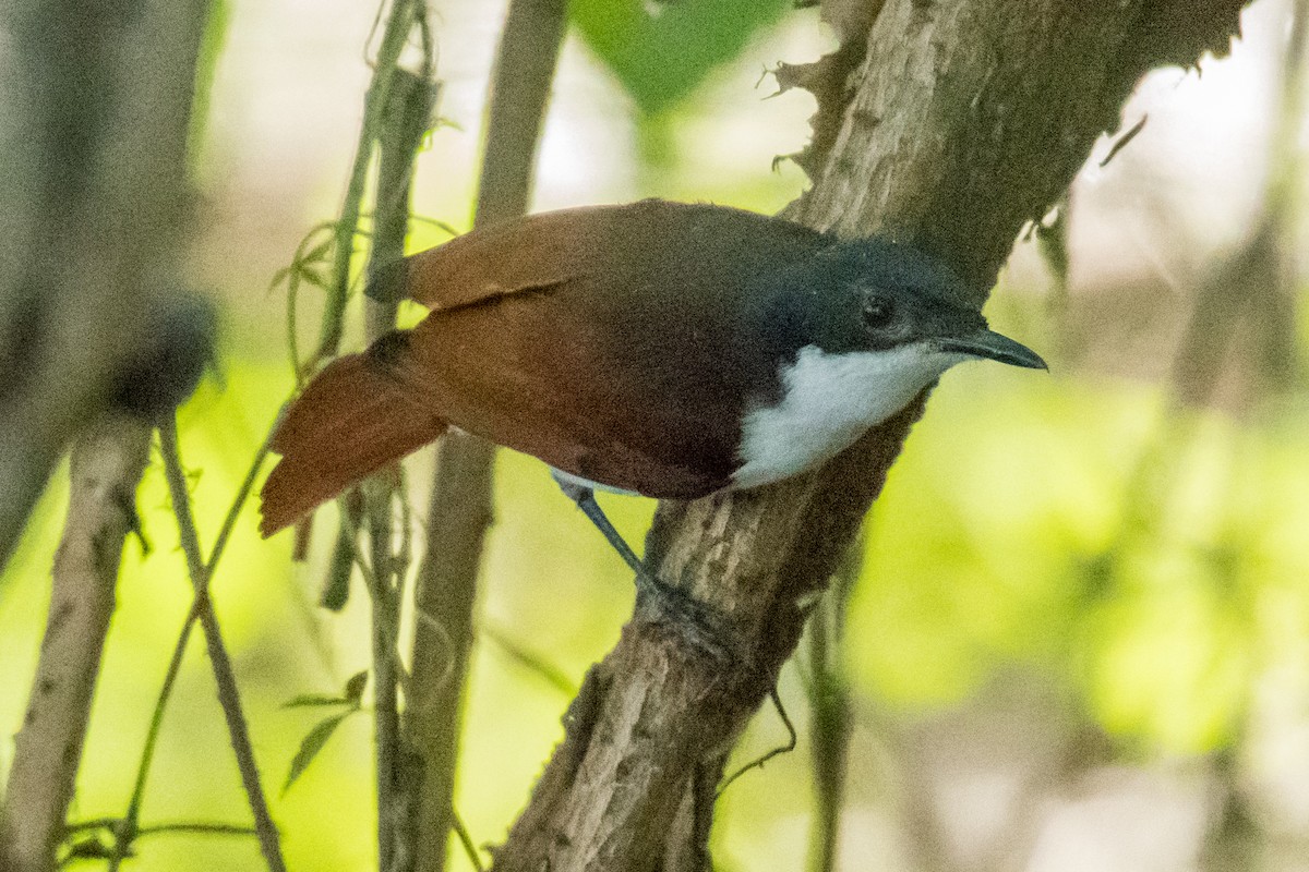 Shining Flycatcher - ML64812401