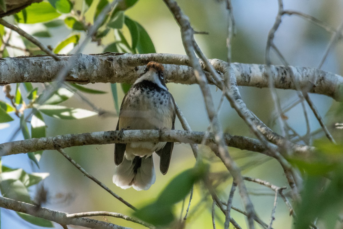 Arafura Fantail - ML64812431