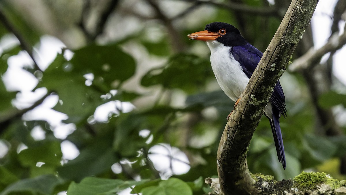 White-rumped Kingfisher - ML648124545