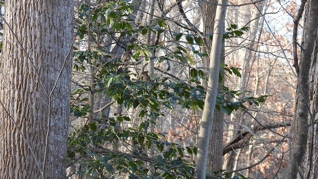 Sedir İpekkuyruğu - ML648124840