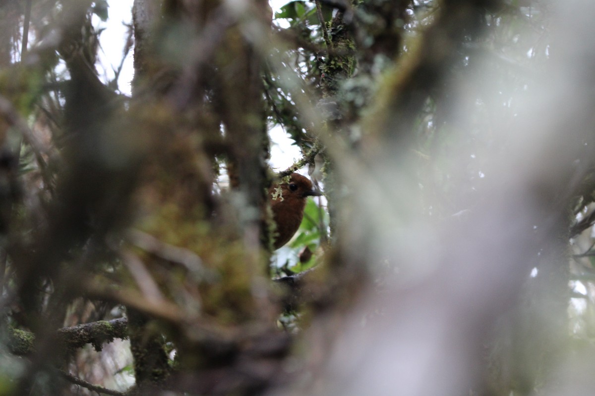 Chachapoyas Antpitta - ML648125327