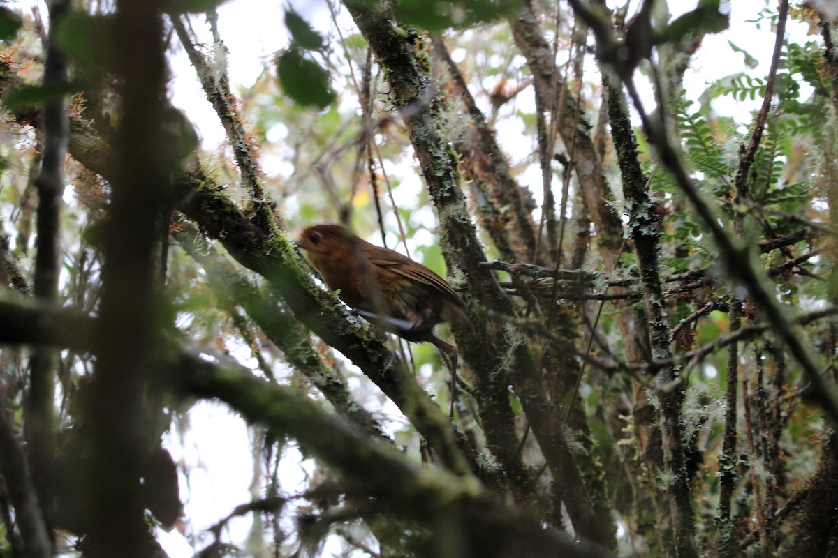 Chachapoyas Antpitta - ML648125328