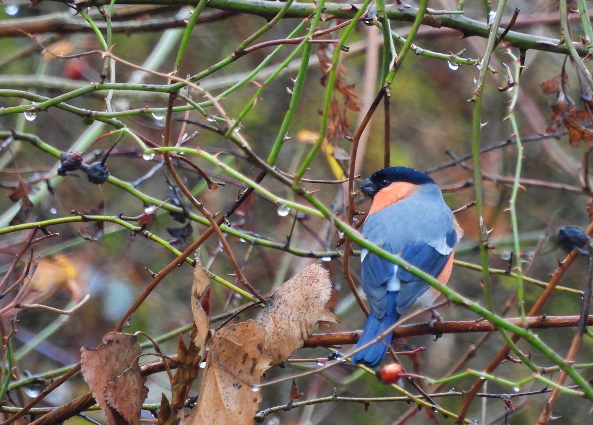 hýl obecný - ML648125573