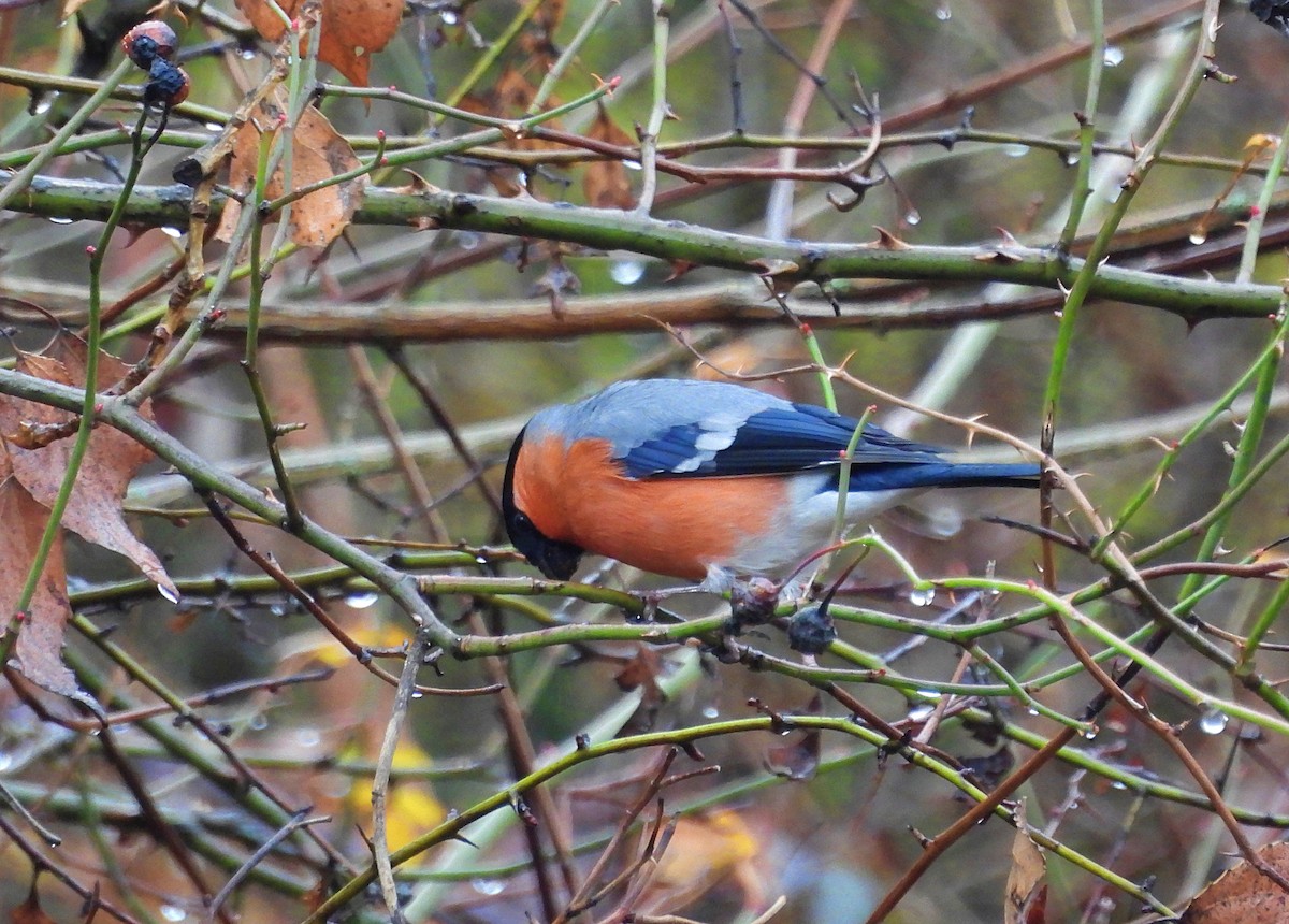 hýl obecný - ML648125574