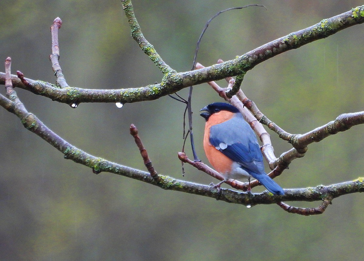 hýl obecný - ML648125575