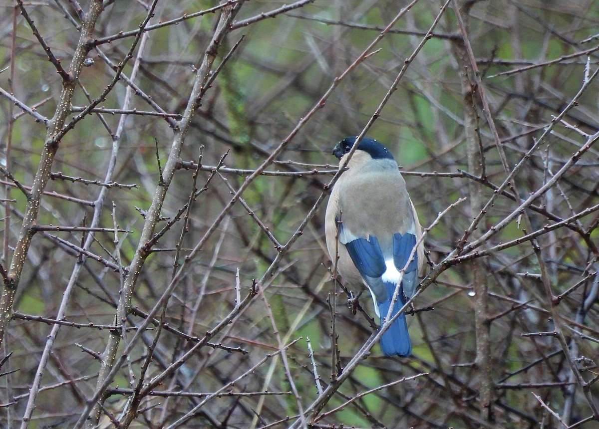 Eurasian Bullfinch - Mario Alonso