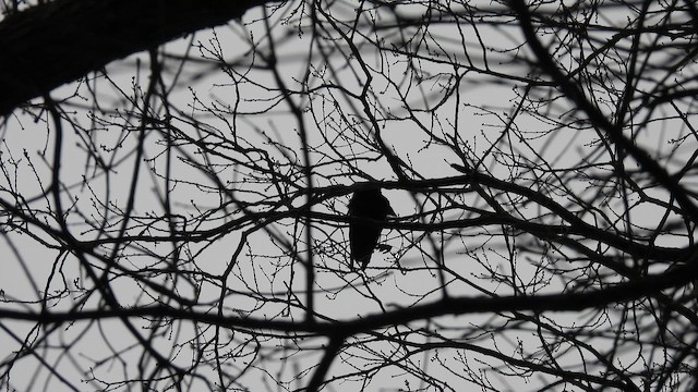 Fish Crow - ML648125648