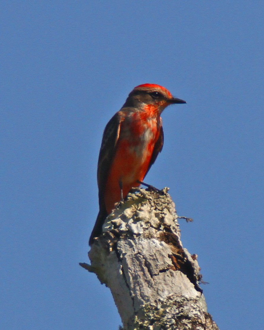 Vermilion Flycatcher - Jason Duxbury