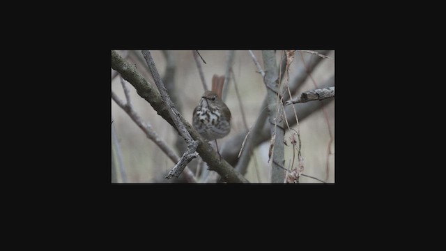 Дрозд-отшельник - ML648125868