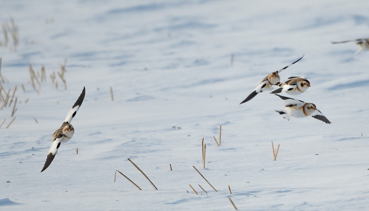 גיבתון שלג - ML648126036