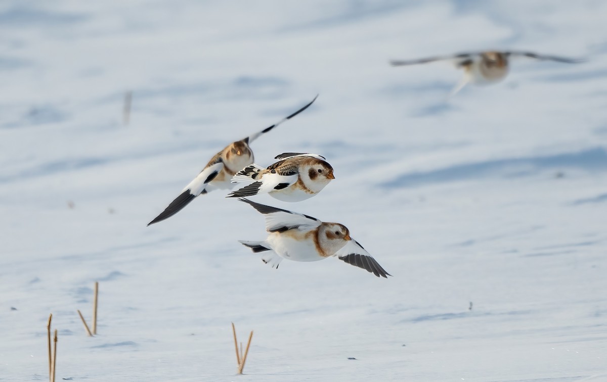 גיבתון שלג - ML648126046