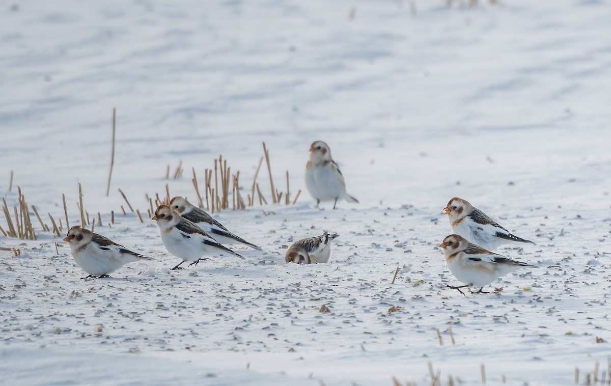 גיבתון שלג - ML648126056