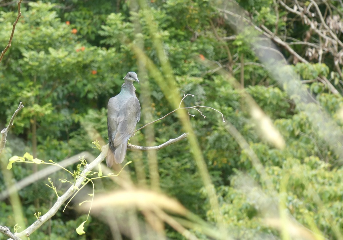 アカメカラスバト - ML648126798