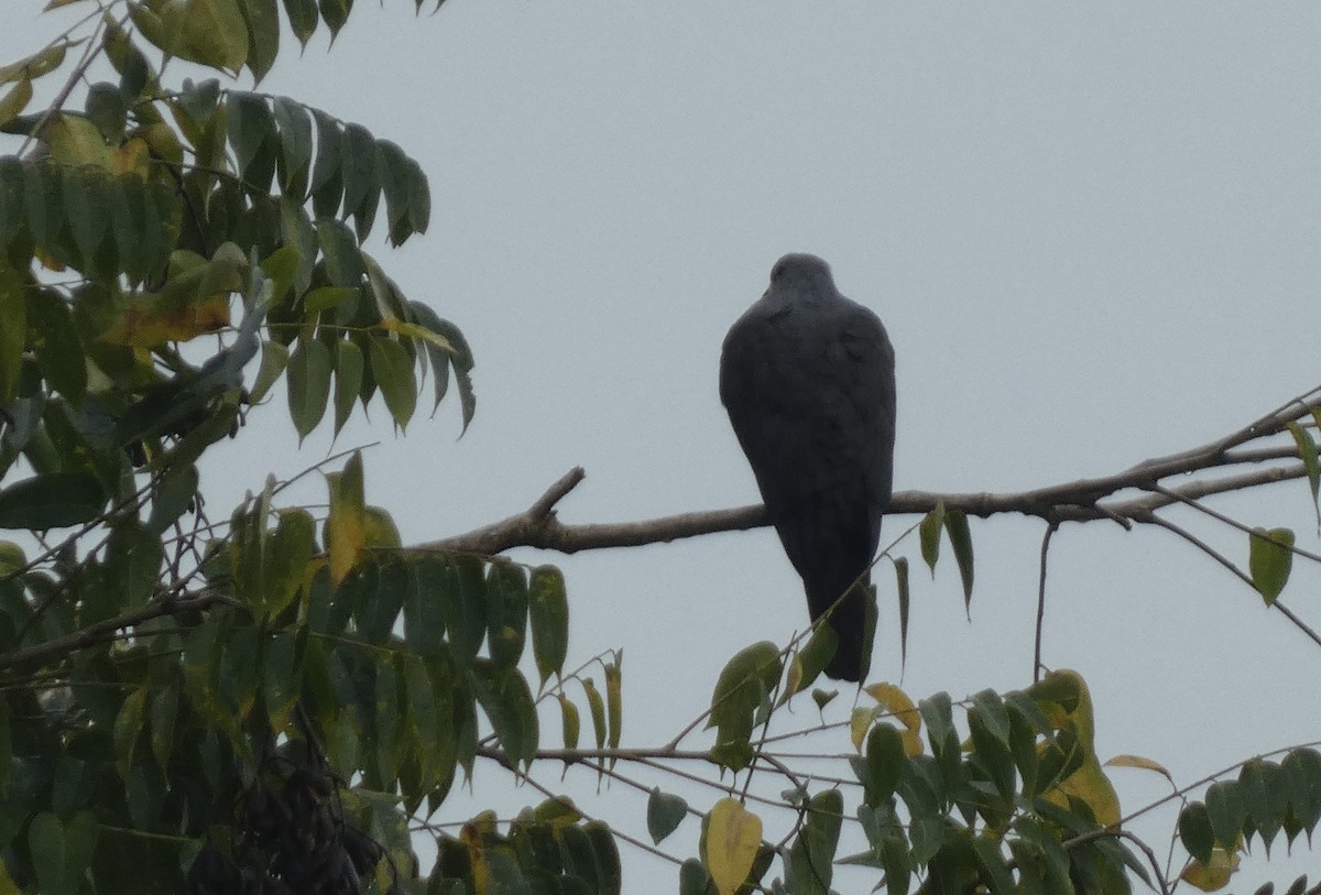 フィジーミカドバト - ML648126839