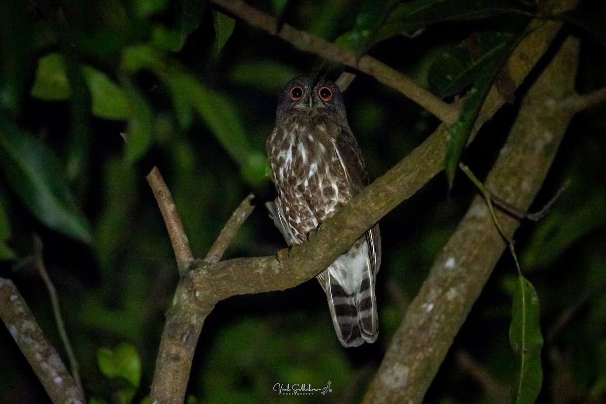 Karaca Bubuk - ML648127243