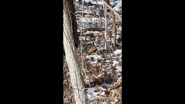 フユミソサザイ - ML648127376