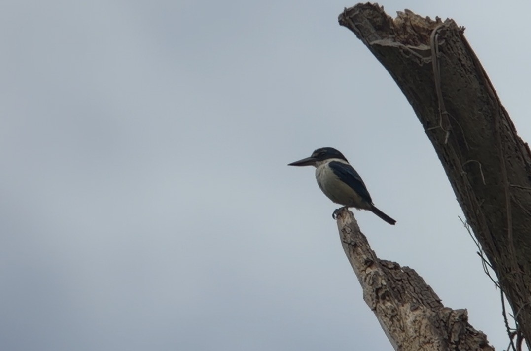 タイヘイヨウショウビン - ML648127673