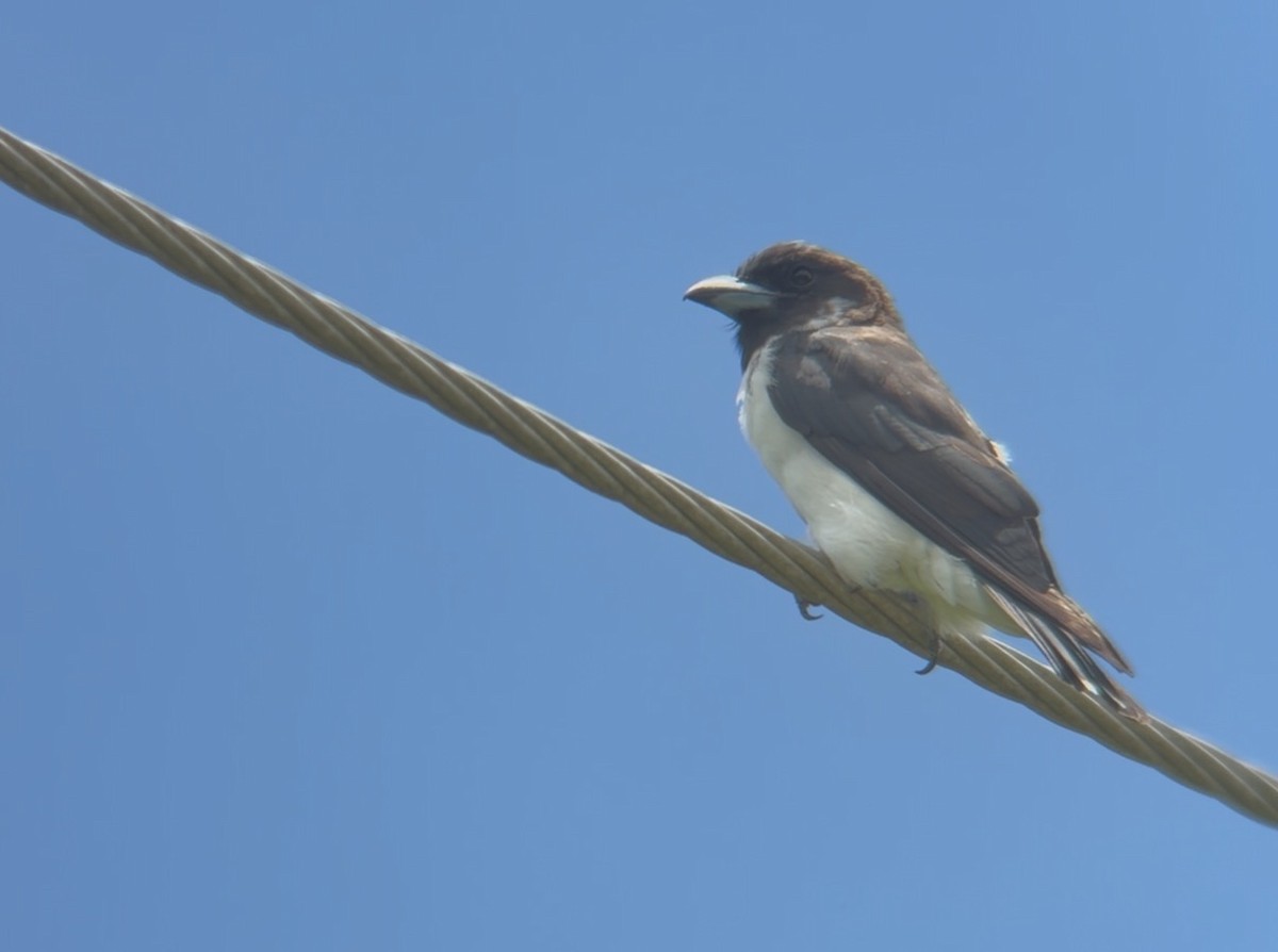 フィジーモリツバメ - ML648127714