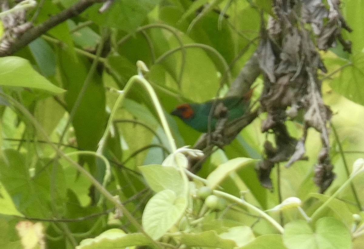 フィジーヒノマルチョウ - ML648127973