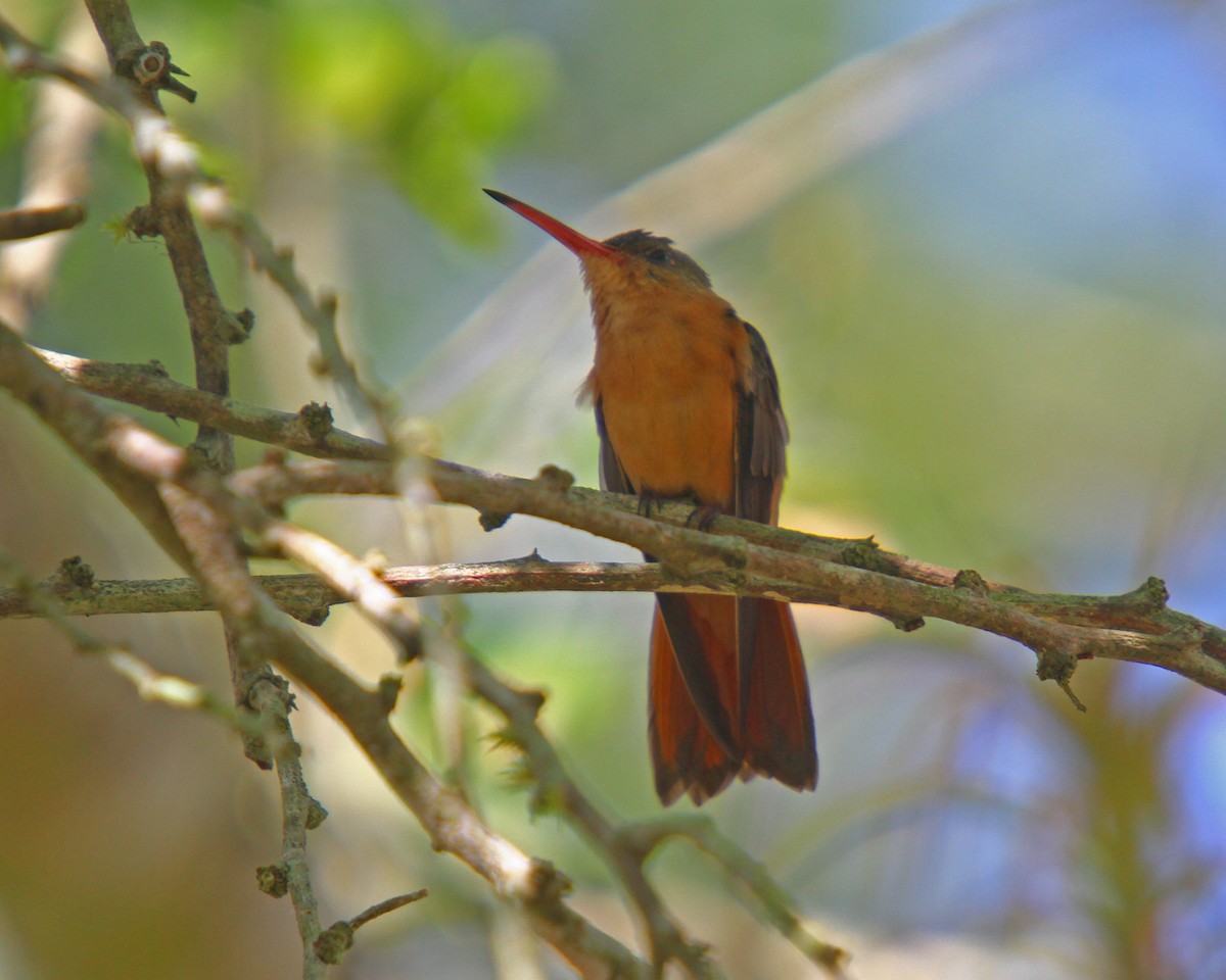 Cinnamon Hummingbird - ML64812801