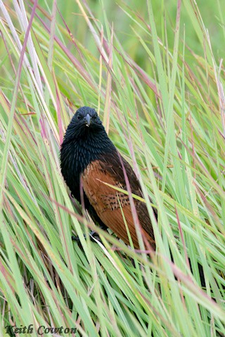 Black Coucal - ML648128098