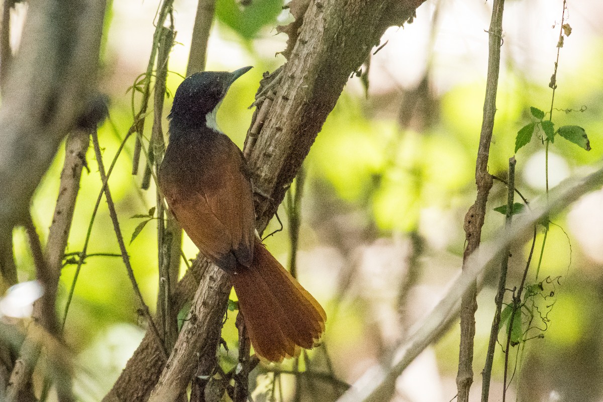 Shining Flycatcher - Raphaël Nussbaumer