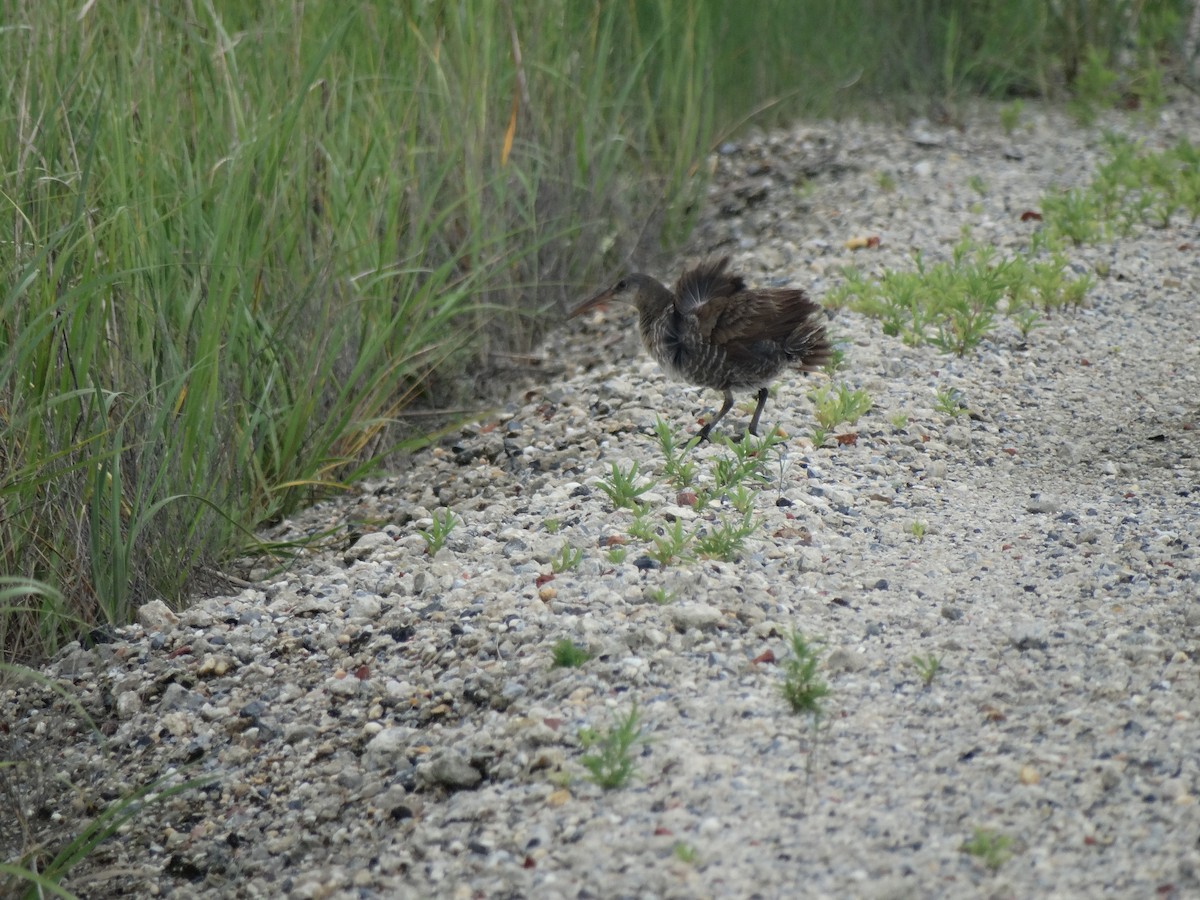 Clapper Rail - ML64812851