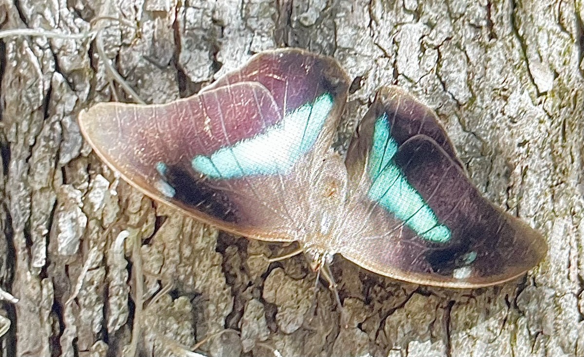 Animals - ML648128690