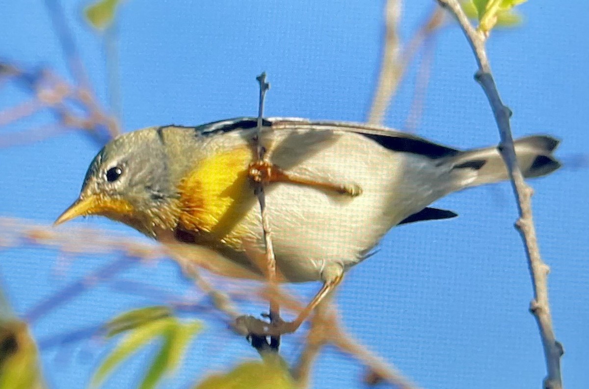 Northern Parula - ML648128731