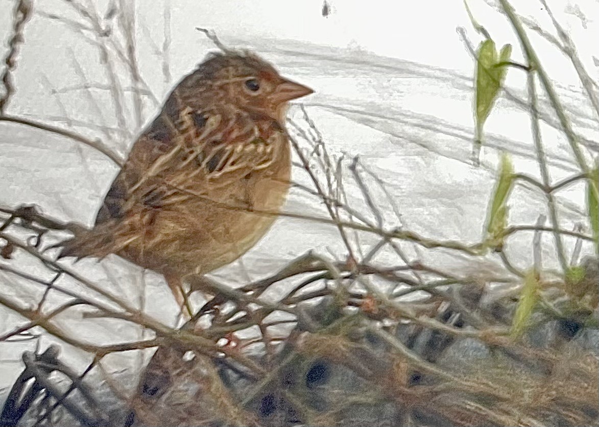 Grasshopper Sparrow - ML648128881
